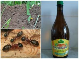 Drei der effektivsten Wege, um die Ameisen zu bekämpfen