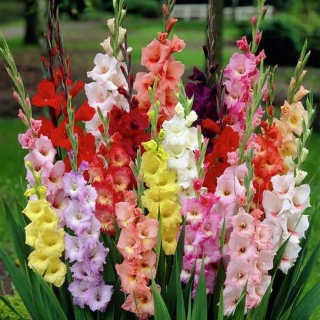 Die Vielfalt der Farben von Gladiolen