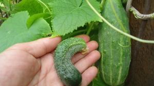 6 Top-Probleme in dem Anbau von Gurken im Garten. Und entscheiden, eine gute Ernte zu bekommen!