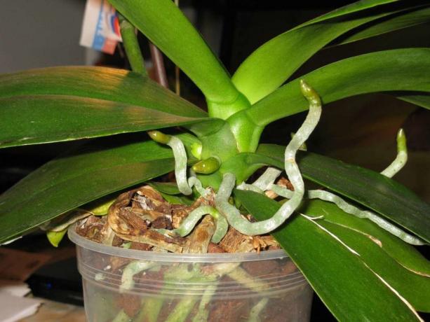 Luftwurzeln wachsen Orchideen Lebensdauer Phalaenopsis