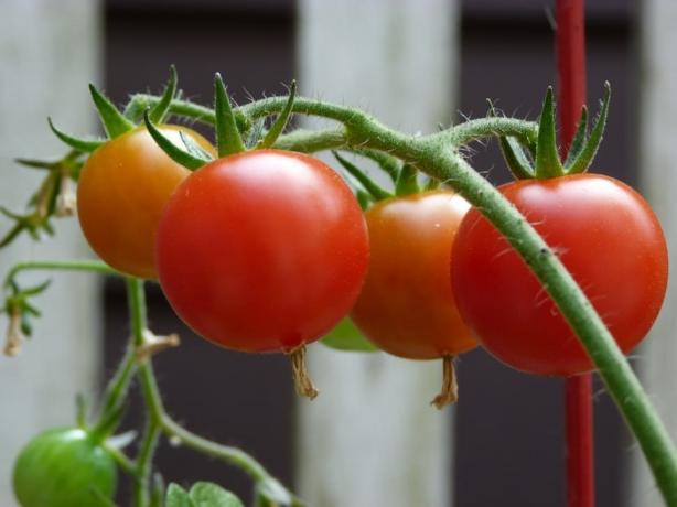 junger tomatiki