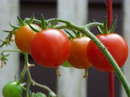 Warum erfahrene Züchter gefüttert Tomaten Jod?