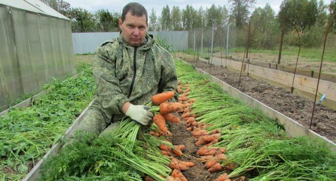Eine ausgezeichnete Ernte von Karotten (mit Foto 