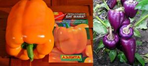 Sorten von Paprika, die gepflanzt werden und Lob Abonnenten
