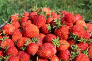 Wie man richtig für Erdbeeren während der Frucht Pflege