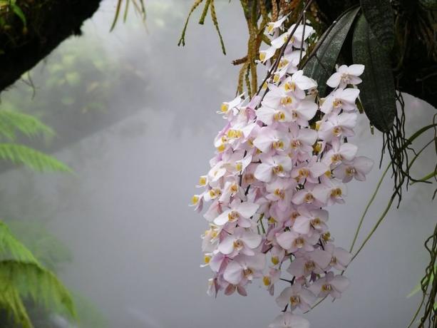 Phalaenopsis-Orchideen in freier Natur. Foto für den Artikel, nahm ich an das Internet