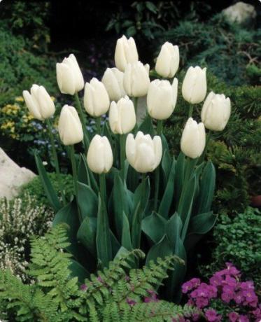 Tulpen - die sehr Charme!
