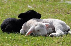 Fleisch und Wolle: wie Schafe zu züchten auf seinem Hof