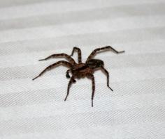 2 gute Gründe, nicht Spinnen im Haus zu töten