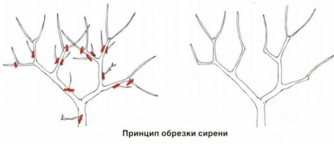 Das Prinzip lilacs der Beschneidung. Zur Veranschaulichung Dank stroy-podskazka.ru