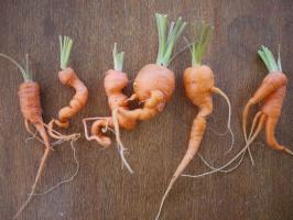 Warum Karotte wächst nicht gut? Und wie mit dem Problem befassen