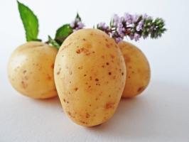 7 Super früh und sehr lecke Kartoffelsort