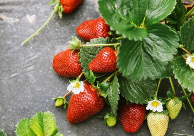 Erdbeere auf dem Vliesstoff (chto-posadit.ru)