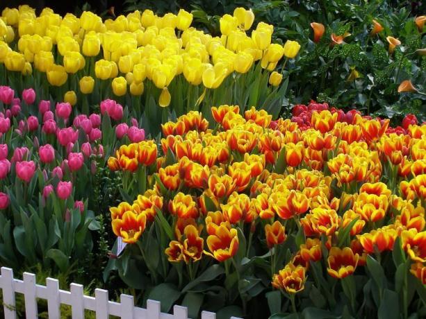 Tulpen - vielleicht die bekanntesten Zwiebelblumen