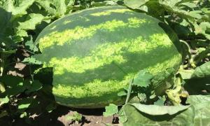 Wie ich wachsen Wassermelonen enormen Größe des Landes.