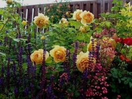 Welche Pflanzen werden gut aussehen mit Rosen (von Einjährigen zu Sträucher). 11 Beispiele