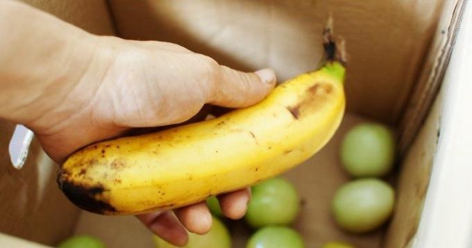 Reife Banane beschleunigt grüne Tomaten Reifung