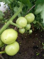 Bereiten Sie Tomate offenen Boden in der Regenzeit. Was mit Büschen von Tomaten zu tun
