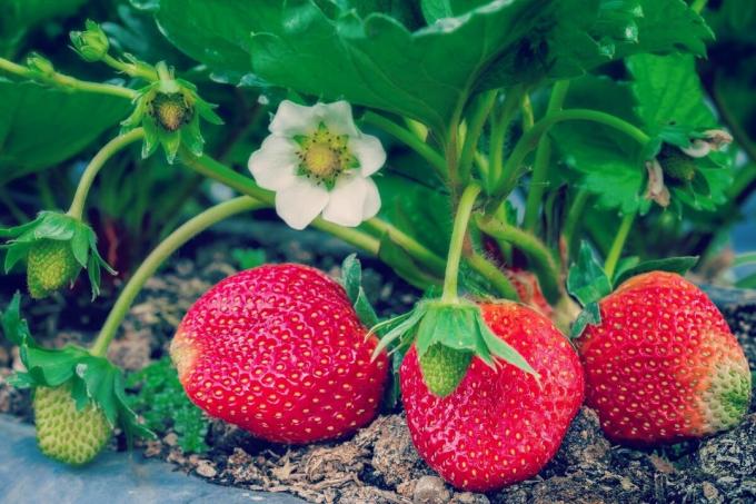 Wie die Erdbeeren befruchten? 4 Menschen den Weg | ZikZak