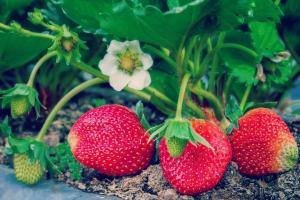 4 Volkshelden Dünger Erdbeeren wachsen