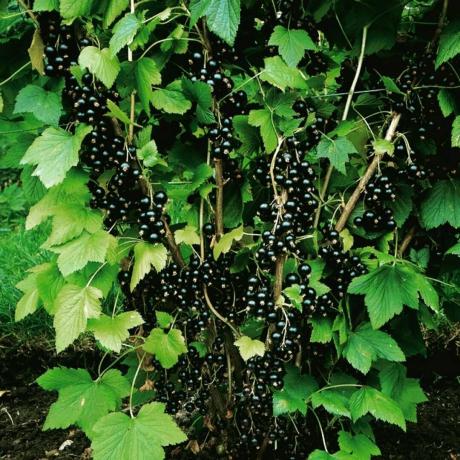 Beneidenswert Ernte von schwarzen Johannisbeeren. Foto für den Artikel aus dem Internet genommen