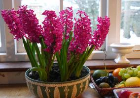 Neodnorazovy: glückliche Besitzer Hyazinthe. 3 erfreut Blume und wie nach der Blüte zu halten