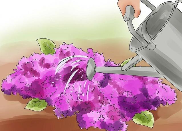 Bewässerung lila nicht immer notwendig. Wir werden die Feinheiten verstehen? Weitere Abbildungen für einen Artikel aus dem Internet