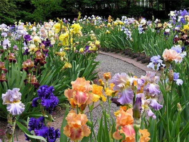 Iris Fans schaffen ganze Gärten dieser Pflanze. Sie sind iridariyami genannt. Zweifel daran, dass für eine solche Schönheit niemand Sorgen. 