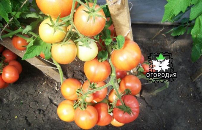 Tomaten bei Beladung müssen unbedingt Feuchtigkeit