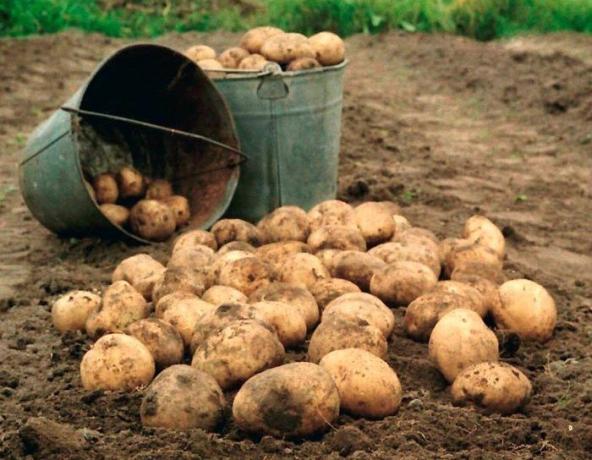 Kartoffeln - der König des Gartens! (Foto aus dem Internet)