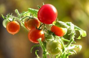 Tomaten werden süß! die Geheimnisse der wachsenden