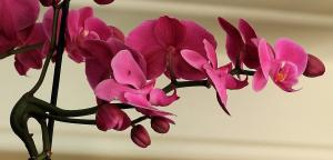 Wie Knoblauch-Mischung für Orchideen kochen
