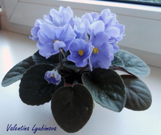 Blauviolett (Foto Valentina Lubimova aus dem Forum)