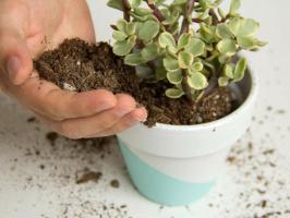 Land für Geld-Baum: Wie ein idealen Boden vorzubereiten, indem sie