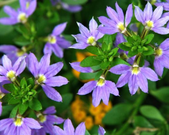 Blüte Form Scaevola angenehm gut erkennbar. Werfen Sie einen Blick: die Blütenblätter wie ein Fächer angeordnet sind, mit nur einer Hand! Foto: violet-bryansk.ru
