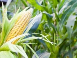 Nutzen und Schaden von Mais für die menschliche Gesundheit