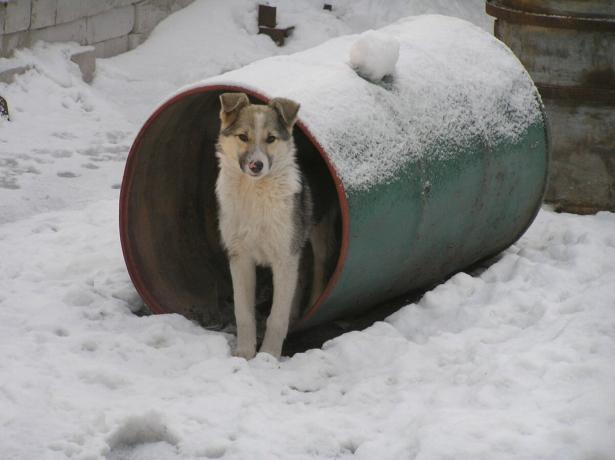 Hund schützt Nachbarn Barrel Behälter als Beobachtungsposten. Foto: „Geheimnisse des Gartens und Garten“