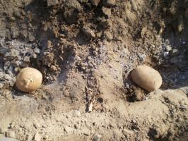 Super Potato Landeverfahren. Gewinnung großer Knollen. Die Verwendung von Stroh. Drahtwürmer und Unkraut werden nicht im Garten sein
