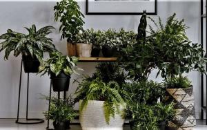 Natural „Aromatherapie“ für Ihr Zuhause. 6 duftende Pflanzen und Blumen