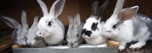 Kaninchen auf dem Boden: der billigste und einfachste Weg, um Inhalte