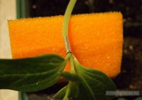 Warum Wassermelone lagenariya: Impfung Gemüsekulturen