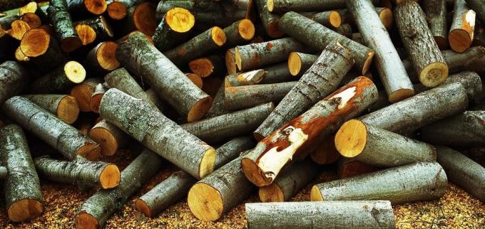Aspen Holz reinigen perfekt zur Versottung des Schornsteins