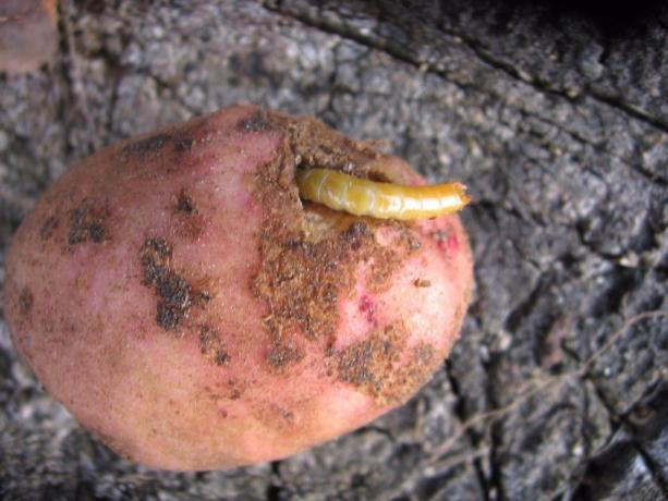 Kartoffeln - ein Lieblings Wurzel wireworm