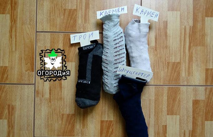 Zwiebel-Sets in Socken