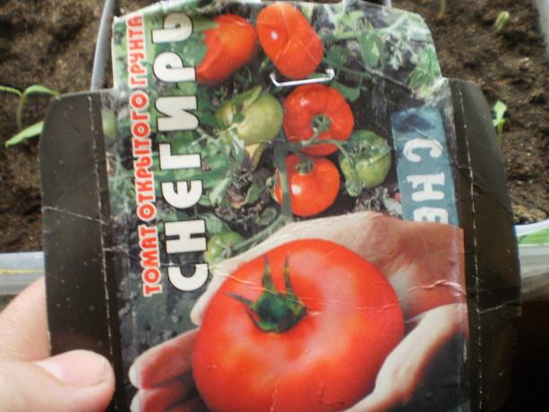 Die Vielfalt der Tomate „Gimpel“. 