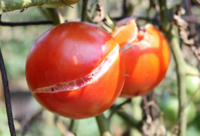 Gebrochene Tomaten: visuell. Foto zur Illustration Notizen von Yandex genommen. Bilder