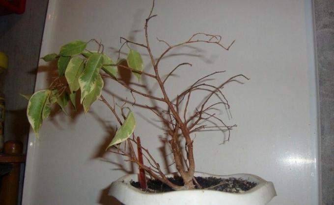 Ficus benjamina - ein bekannter Fan von Blättern in den Host-Blättern. Und kann an die Wutanfälle bringen! Foto: mir-ogorodnikov.ru