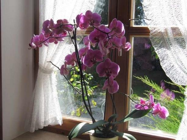 Reichlich blühende Phalaenopsis ( http://picdom.ru/i/1280x800/3/8/0b98d41a7.jpg)