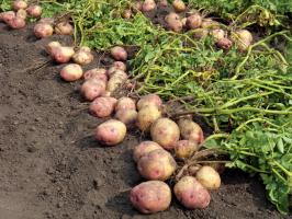 Im Kampf um die großen und schmackhafte Kartoffeln: die Pflege und Fütterung der letzteren im August