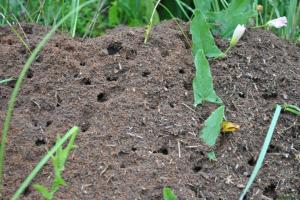 Müde von Ameisen in der Gegend? Die besten und wichtigsten Betriebsmethoden von Schädlingen zu befreien